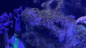 Бергии против 1000 айптазий | Какие новости спустя еще неделю