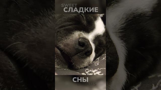 Играли и заснули 💤 #стафф #собака #животные #спит #сопит #крошка #щенок #staffy #puppy #dog #funny