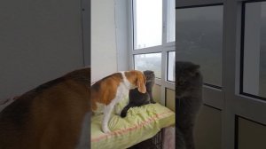 Бигль Лилита🐶 и кот Марсик 😺 #бигльлилита #бигльикот #дружбасобакискотом