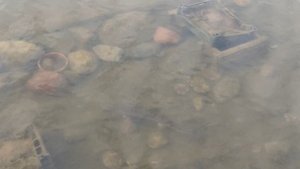 Весна. Рыба просыпается. Осетр вышел погулять.