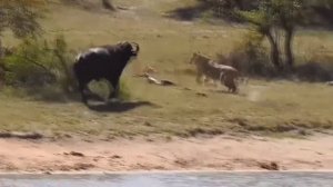 Львиный прайд и стадо буйволов. Битвы животных. Лев и буйвол. Дикая природа. Лев напал на буйвола.