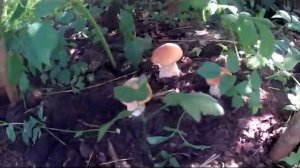 Как вырастить много белых грибов на своём участке.РЕЗУЛЬТАТ.