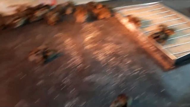 Перепела породы Фараон # 4 # лечение вертолетиков смотреть онлайн