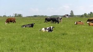 Коровы пасутся на лугу🐮🌱