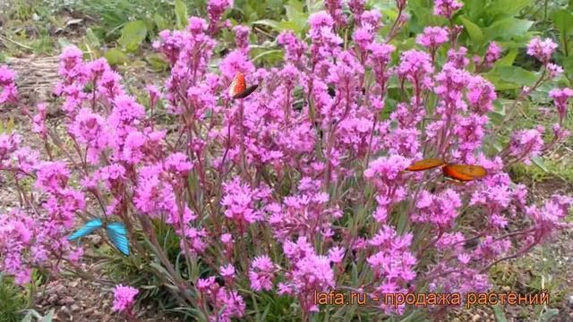Смолевка альпийская (silene) ? альпийская смолевка обзор: как сажать, рассада смолевки