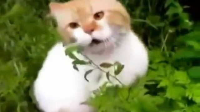 Кошка говорит о, чуваки смотреть онлайн