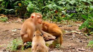 Young monkey Luna try Kidnap baby Rainbow but still get feeling deep scare Libby bite her till cry