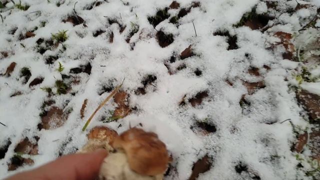 БЕЛЫЕ ГРИБЫ ПОДСНЕЖНИКИ !!! УНИКАЛЬНАЯ ОХОТА НА БОРОВИКИ В СНЕГУ ! Грибы 2019 ! смотреть онлайн