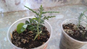 Бонсай голубая ель???