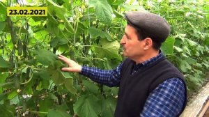 Технология выращивания огурца корнишона и сборы в ФЕВРАЛЕ!