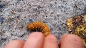 Гусеница самой большой бабочки в мире