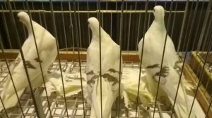 Старорусские чистые голуби