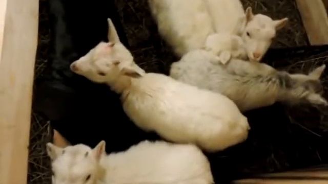 эпизод 1. Новый дом для коз смотреть онлайн