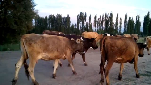 Стадо и пастух. смотреть онлайн