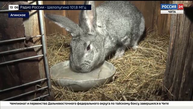 Год Кролика: повадки зверька и астропрогноз смотреть онлайн