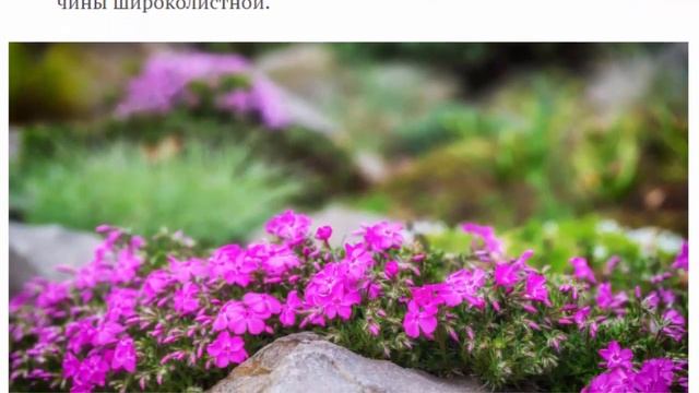 Стильный рокарий какие растения посадить