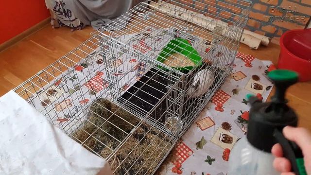 Спасаю животных от жары. Купаю попугая жако и даже кролика смотреть онлайн