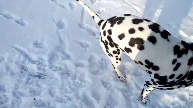 Далматинец! Игры с мячом.