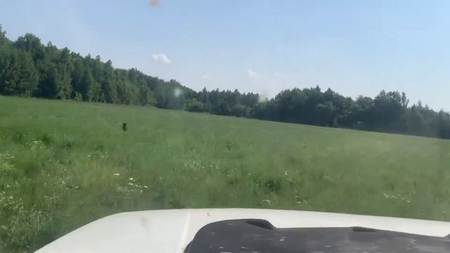 Ягдтерьер спешит на охоту🐇 смотреть онлайн