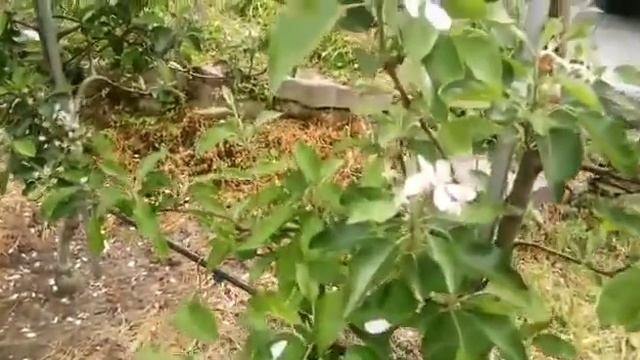 Organic Farm and Orchard
Kullu Himachal pardesh смотреть онлайн