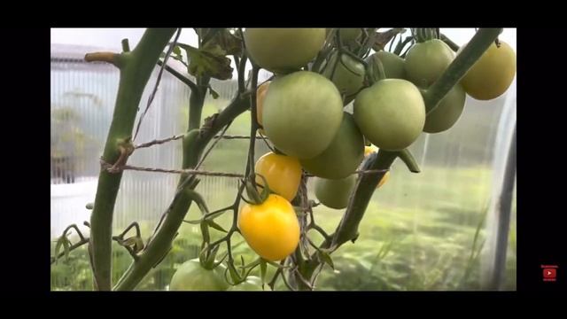 Лучшие томаты для засолки и консервации на сезон 2023.