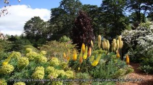 Эремурус: особенности выращивания, размножения, применения в экстерьере (20 фото)