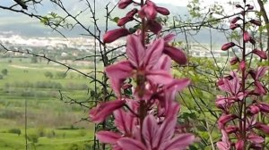 Яснец кавкаский (неопалимая купина)