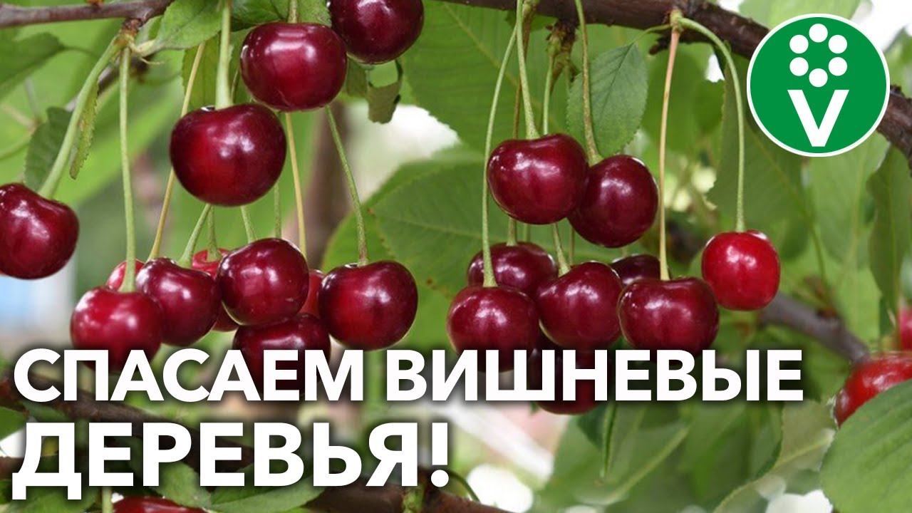 Кому принадлежит реплика неужели с каждой вишни. Защита вишни от коккомикоза вишни. Черешни бы щас. Как оградить вишню. Процветок самая важная обработка вишни от коккомикоза