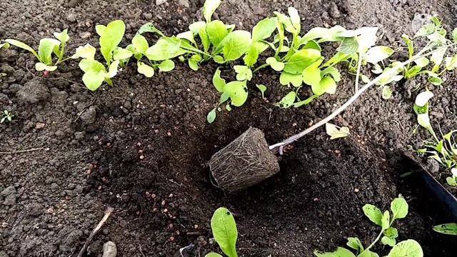 Срочно, подкармливаем рассаду, правильно. смотреть онлайн