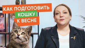 Блохи, линька и вакцинация у кошки весной