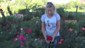 Цветущие, Зимостойкие розы. Питомник Роз Елены ИВАЩЕНКО