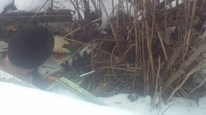 Обрезка старого куста жасмина 12 02 2019 год.1