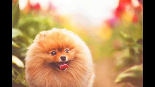 КРАСИВЫЕ ЖИВОТНЫЕ. СЛАЙД-ШОУ смотреть онлайн