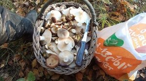 Подмосковные грибные новости