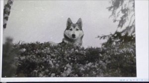 8. ЧР.  О лайках. По просьбе подписчика.