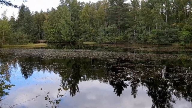 Экологическая тропа CЕСТРОРЕЦКОЕ БОЛОТО / Страшно красиво