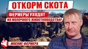 Откорм мясных бычков и устройство фермы | Обзор хозяйства | Мясное скотоводство