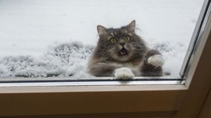 ?приколы с котами?приколы с собаками?