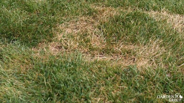 Производство и Укладка Рулонного Газона ► смотреть онлайн