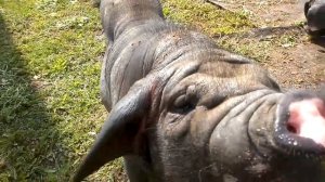 Свиньи китайские породы  МЕЙШАН. Беларусь!Pigs Meishan