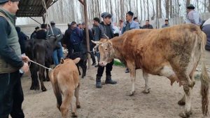 АСАКА МОЛ БОЗОРИ АНДИЖОН | 21-март, 2024.