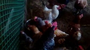 Бактерии в курятнике. Как это работает?