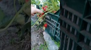 Наша клубника в ящиках!!! Необычный эксперимент, обычных людей!