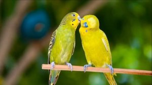 Разведение и продажа волнистых попугаев как бизнес идея