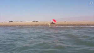 Лабрадор Ретривер – Самая Добрая Порода Собак с Идеальным Характером