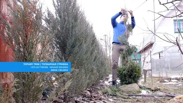 ТУЯ СПИРАЛЬ | СТРИЖКА ТУИ - ТОПИАР | СЕКРЕТЫ ХВОЙНЫХ |THUJA SMARAGD| стрижкатуиминск|@VLASTELIN_MIN