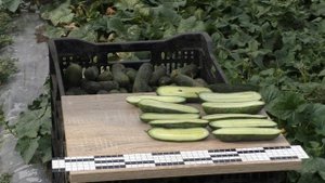 Огурец Муссон F1 в открытом грунте для засолки #семенаогурцов #огурецмуссон #лучшиесемена