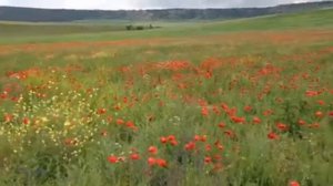 Поле цветущих маков в Крыму