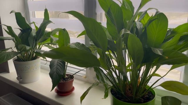 ЗАХВОРІЛА?!😭чим рятуюсь? смотреть онлайн