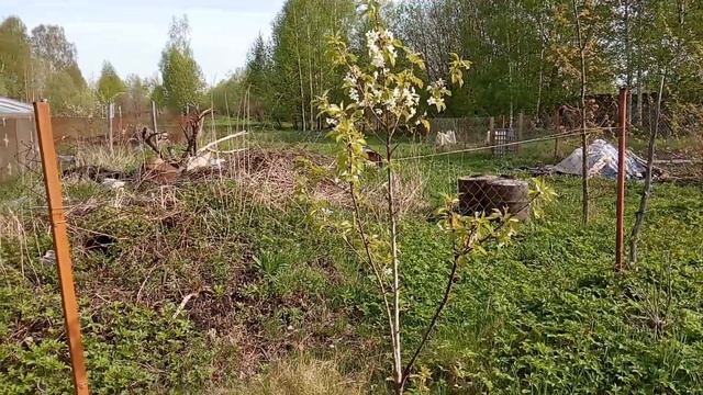Начало цветения плодовых деревьев в Ленинградской области 2021 год